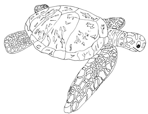 a turtle tale coloring pages - photo #32